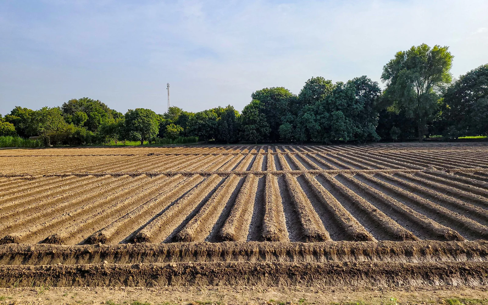 Cultivated field representing Pal Frozen Farms