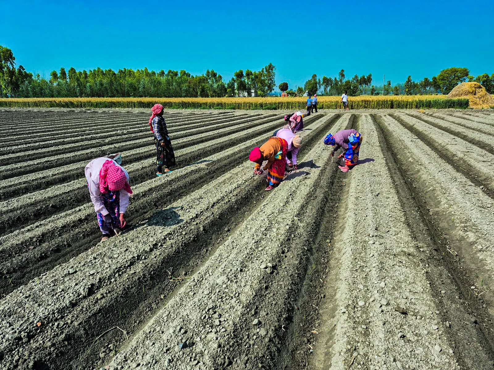 Crop care during the growing season