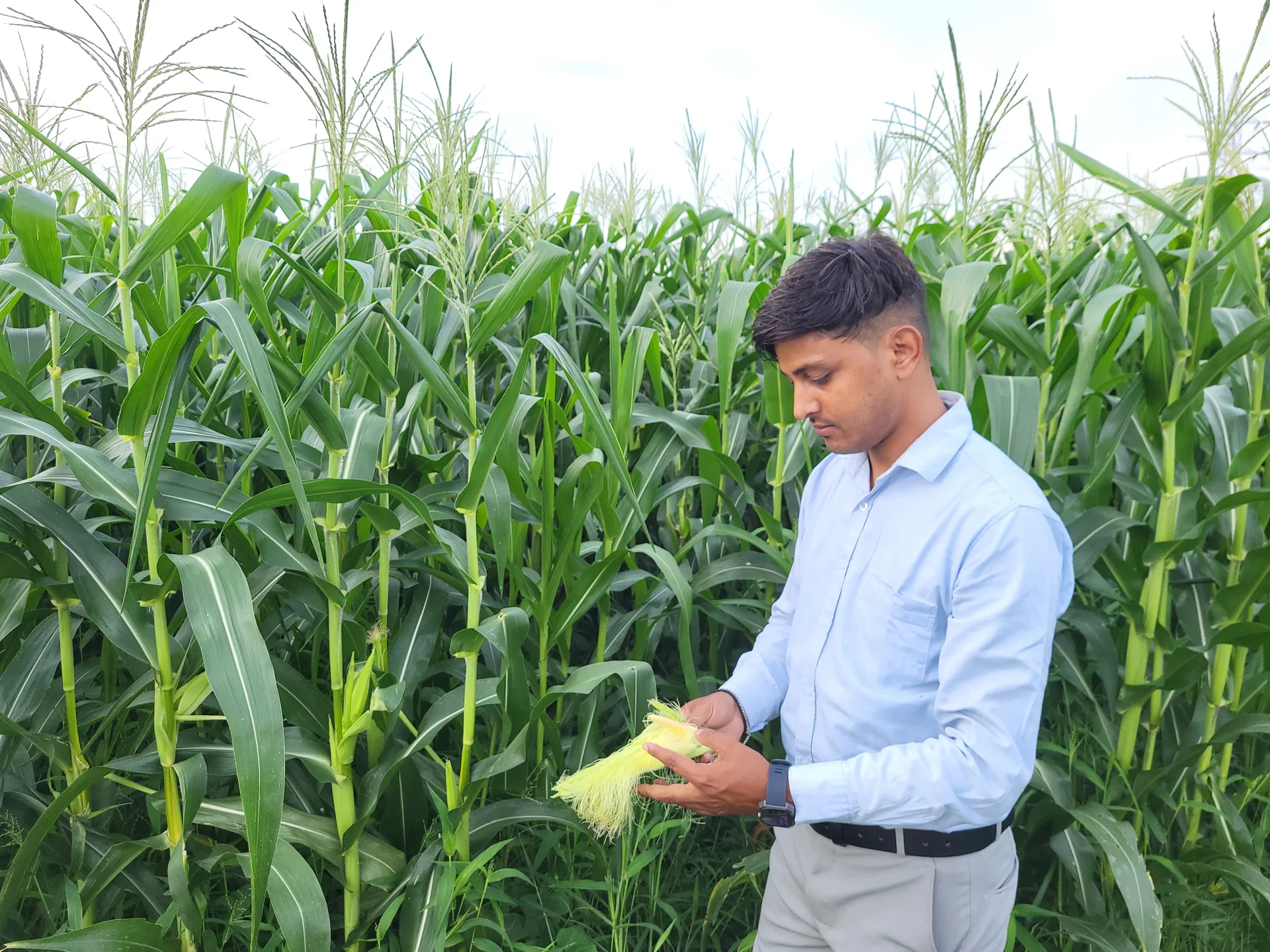 A team member inspecting corn in a field