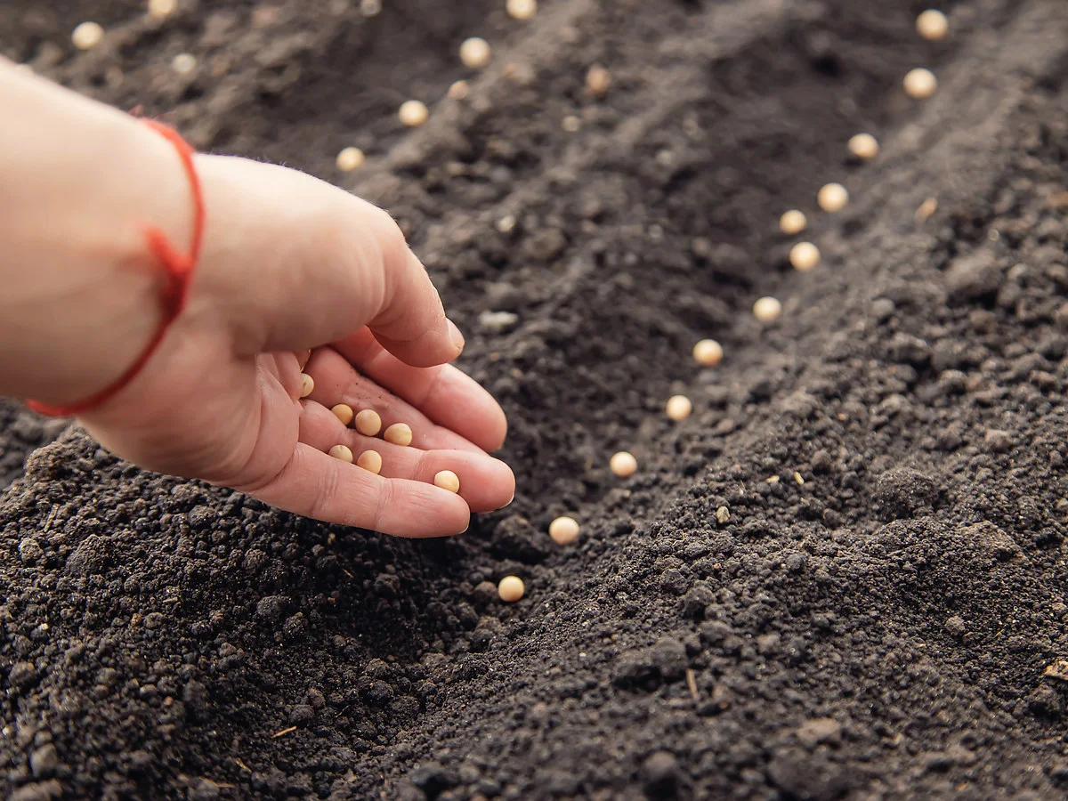 Seed trial work at Pal Farms